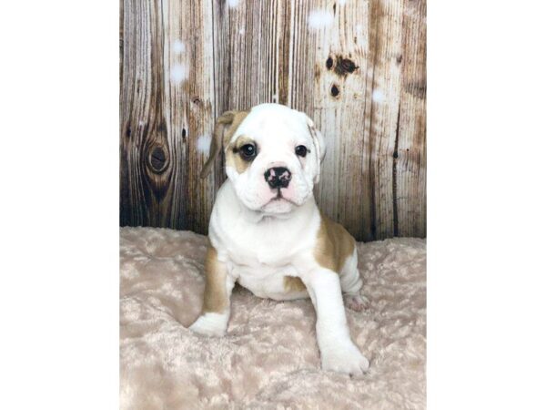 Beabull-DOG-Male-FAWN WH-5887-Petland Ashland, Kentucky