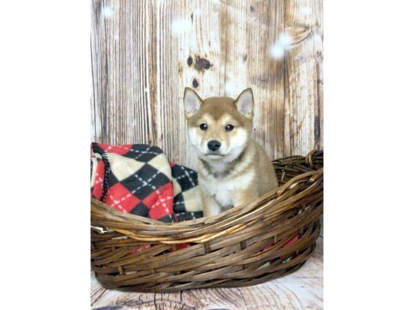 Shiba Inu DOG Male Red 5886 Petland Ashland, Kentucky