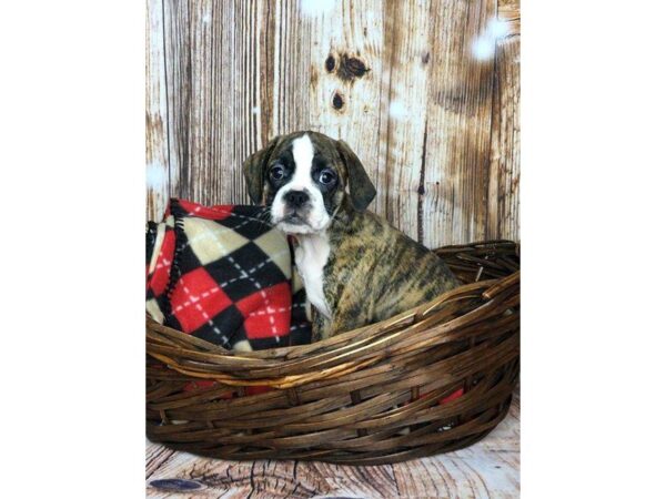 English Bulldog Puggle-DOG-Female-BRINDLE WHITE-5885-Petland Ashland, Kentucky