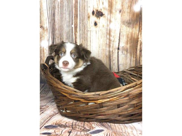 Miniature Australian Shepherd DOG Male RED TRI 5884 Petland Ashland, Kentucky