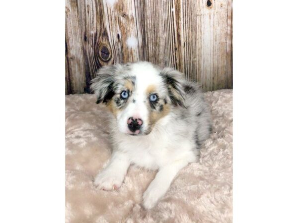 Miniature Australian Shepherd DOG Female Blue Merle 5892 Petland Ashland, Kentucky