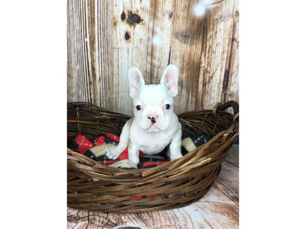 French Bulldog DOG Female Brown/ White 5891 Petland Ashland, Kentucky