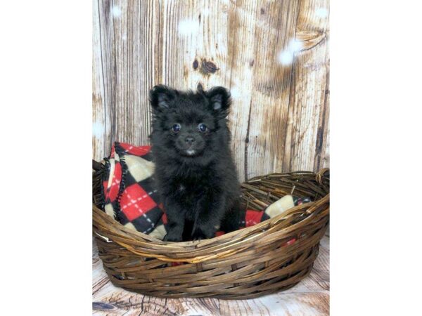 Pomeranian DOG Female Black 5890 Petland Ashland, Kentucky