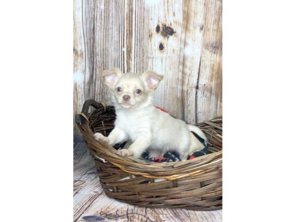 Chihuahua DOG Male Cream 5889 Petland Ashland, Kentucky