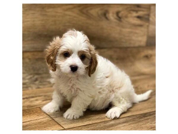 Cavapoo DOG Male Blenheim 5897 Petland Ashland, Kentucky