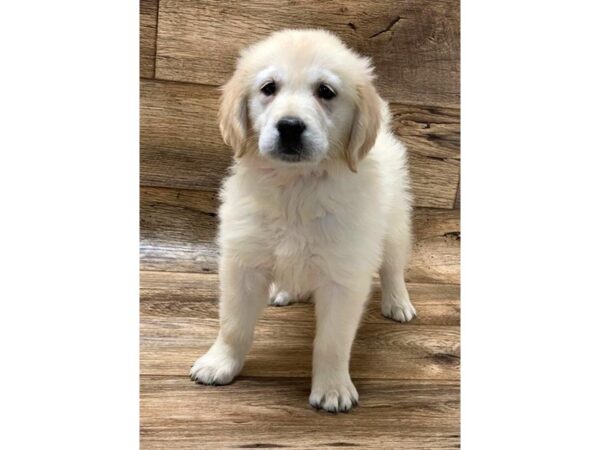 Golden Retriever DOG Female Cream 5900 Petland Ashland, Kentucky