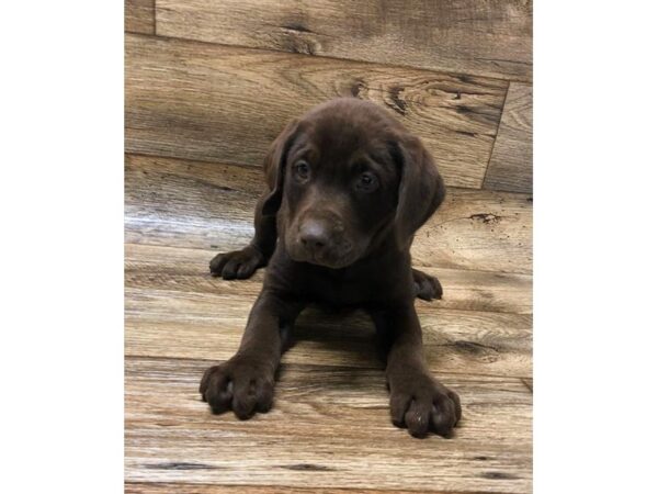 Labrador Retriever DOG Male Chocolate 5901 Petland Ashland, Kentucky