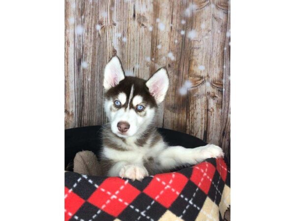 Siberian Husky DOG Female Red & White 5895 Petland Ashland, Kentucky