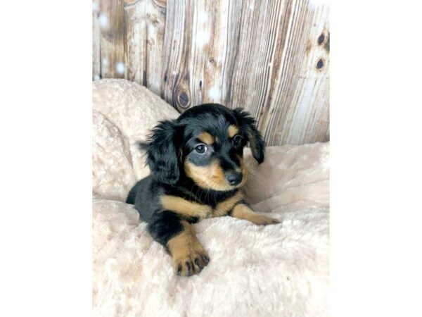 Chiweenie DOG Female Black / Tan 5896 Petland Ashland, Kentucky