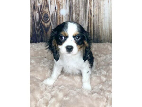 Cavalier King Charles Spaniel DOG Female Black Tan / White 5898 Petland Ashland, Kentucky