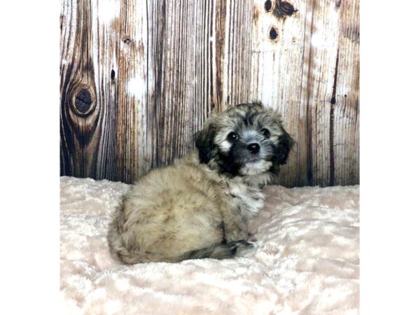 Teddy Bear DOG Female Sable 5902 Petland Ashland, Kentucky