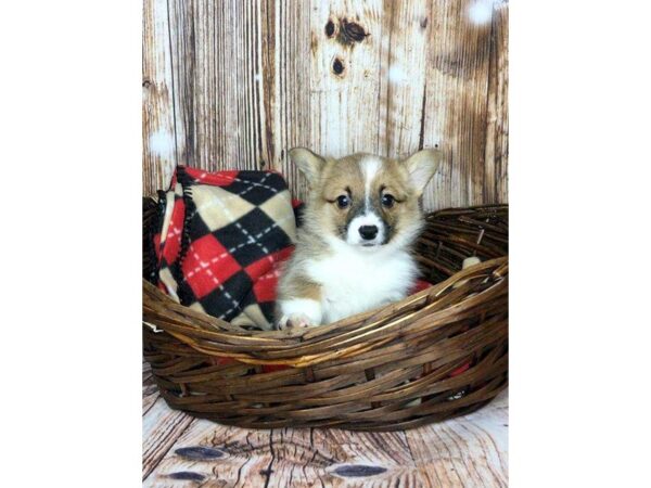 Auggie-DOG-Male-Red/White-5893-Petland Ashland, Kentucky