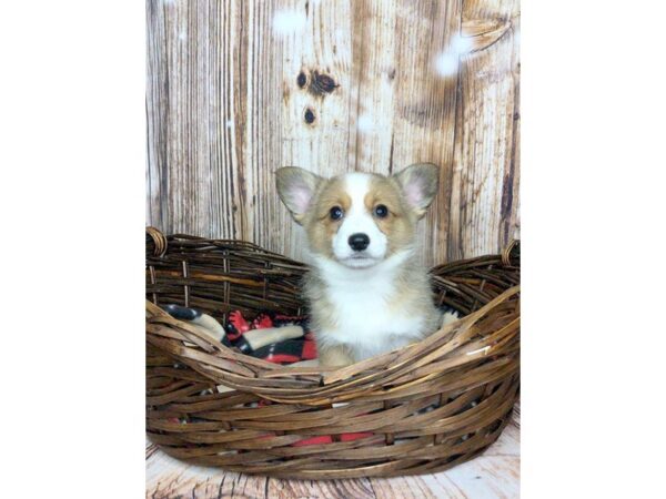 Auggie-DOG-Female-Red/White-5894-Petland Ashland, Kentucky