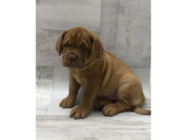 Dogue de Bordeaux DOG Male Red 5904 Petland Ashland, Kentucky