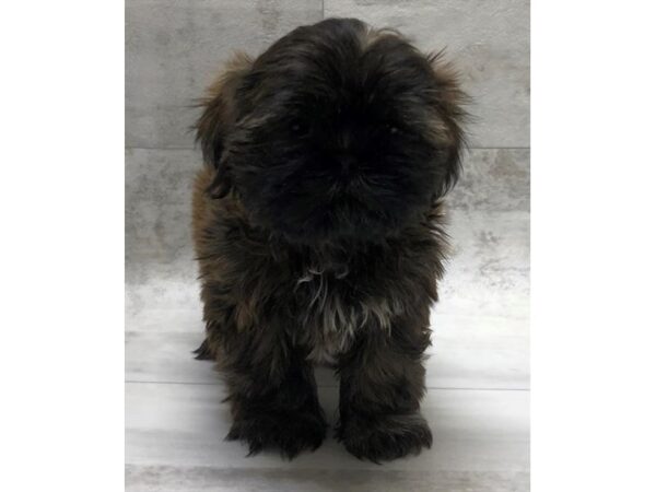 Shih Tzu DOG Female Gold Sable 5908 Petland Ashland, Kentucky