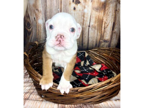 English Bulldog-DOG-Male-Tan/White-5910-Petland Ashland, Kentucky