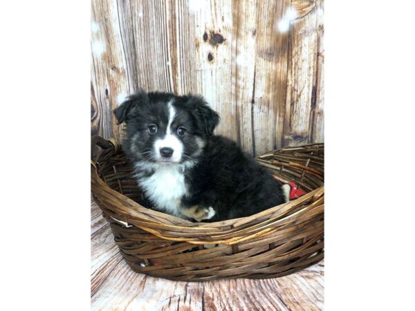 Miniature Australian Shepherd DOG Female Black/White/Tan 5909 Petland Ashland, Kentucky