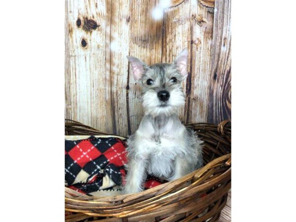 Miniature Schnauzer DOG Male Salt / Pepper 5906 Petland Ashland, Kentucky