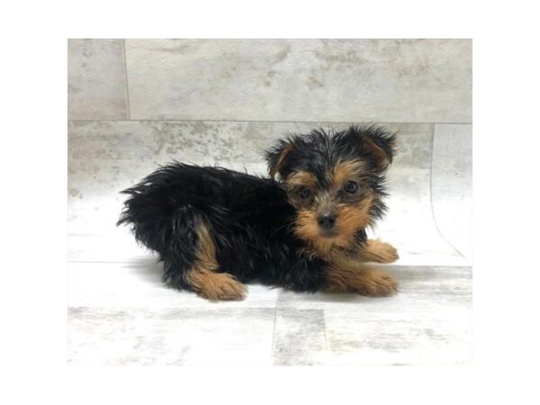 Yorkshire Terrier DOG Male Black / Tan 5916 Petland Ashland, Kentucky