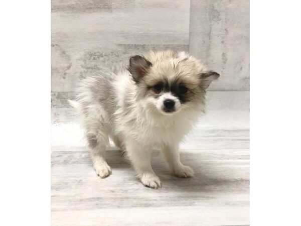 Pomeranian/American Eskimo-DOG-Female-Tan / White-5913-Petland Ashland, Kentucky