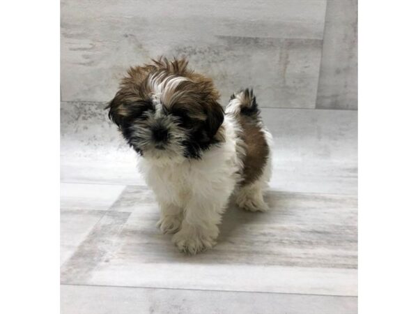 Shih Tzu DOG Female Gold / White 5915 Petland Ashland, Kentucky