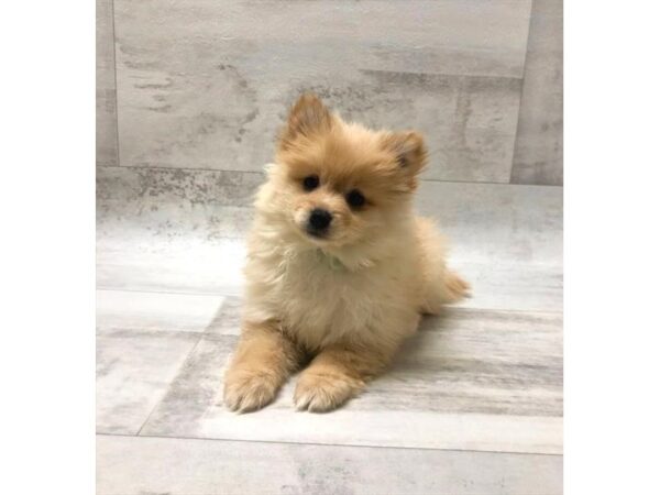 Pomeranian-DOG-Male-Orange-5914-Petland Ashland, Kentucky