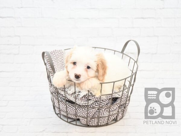 Cavapoo DOG Male BLENHEIM 5949 Petland Ashland, Kentucky