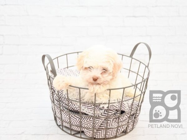 Havanese DOG Female Cream 5951 Petland Ashland, Kentucky