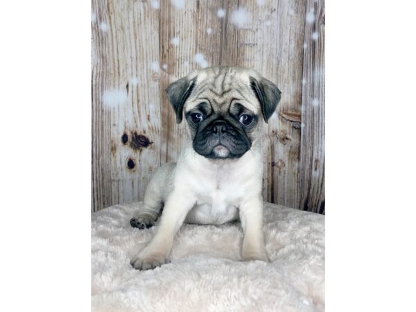 Pug DOG Male FAWN 5912 Petland Ashland, Kentucky