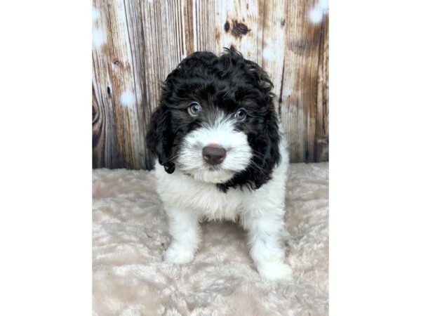 Mini Newfypoo DOG Male Chocolate & White 5920 Petland Ashland, Kentucky