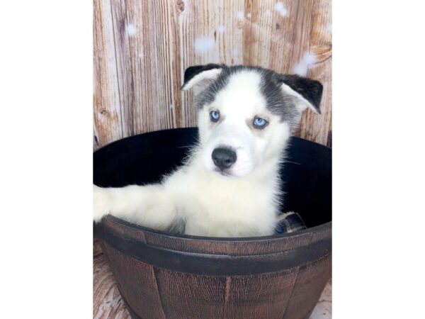 Siberian Husky DOG Male Black & White 5919 Petland Ashland, Kentucky