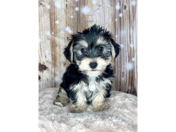 Yorkie Chon-DOG-Male-BLK TAN-5917-Petland Ashland, Kentucky