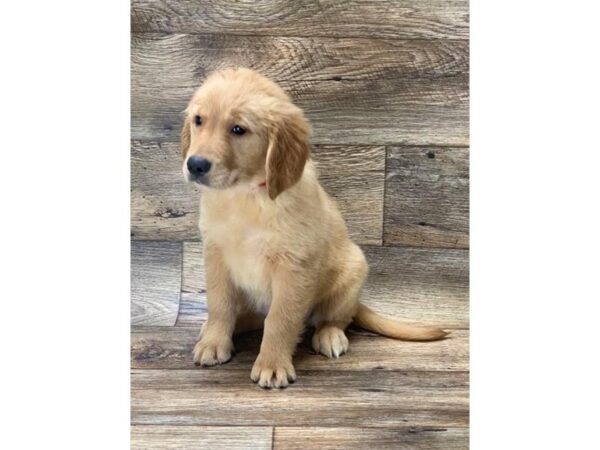 Golden Retriever DOG Female Golden 5930 Petland Ashland, Kentucky