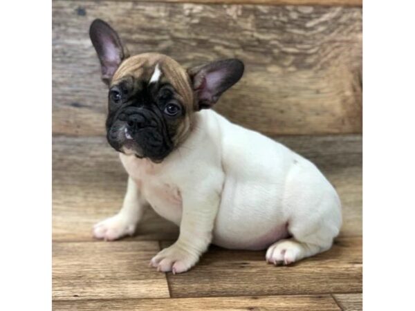 French Bulldog DOG Male Fawn Sable 5929 Petland Ashland, Kentucky