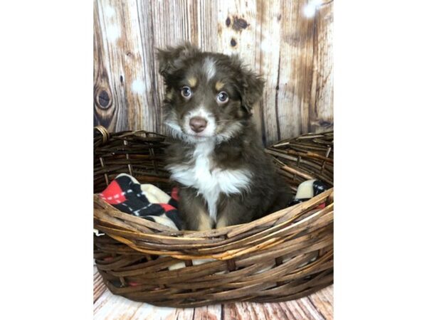 Mini Aussie DOG Female RED TRI 5926 Petland Ashland, Kentucky