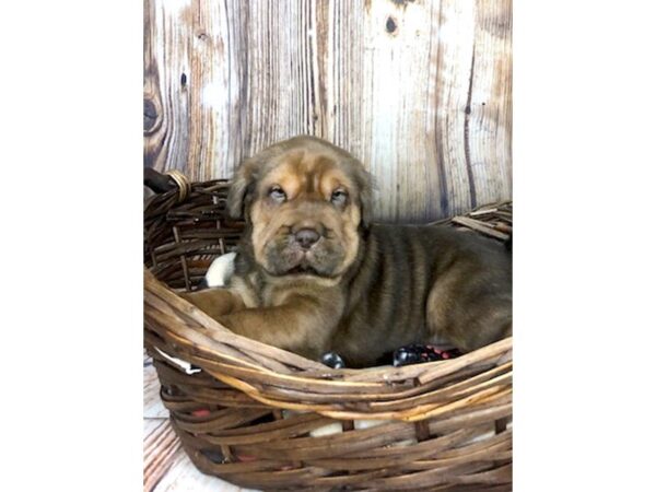 Mini Hippo DOG Female BUFF 5925 Petland Ashland, Kentucky