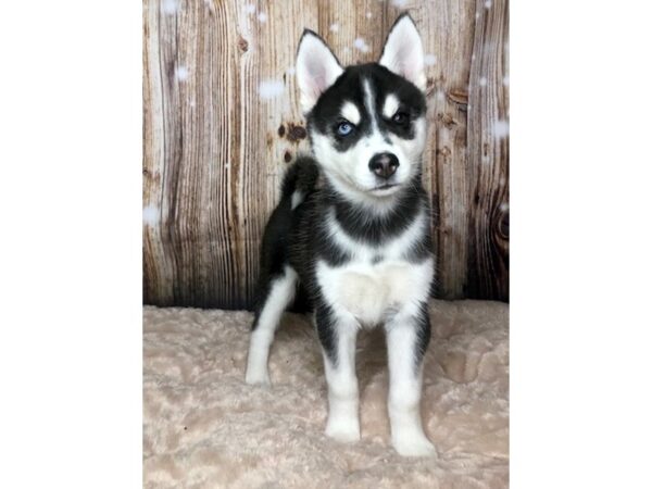 Siberian Husky DOG Female Black & White 5924 Petland Ashland, Kentucky