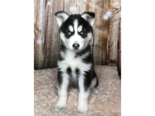 Siberian Husky DOG Female Black & White 5923 Petland Ashland, Kentucky