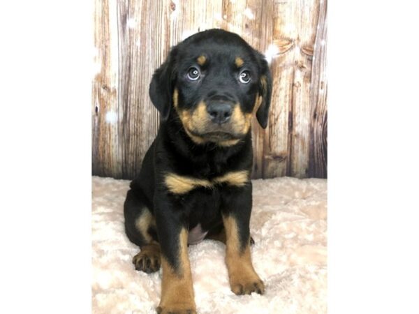 Rottweiler DOG Female Black and Mahogany 5922 Petland Ashland, Kentucky