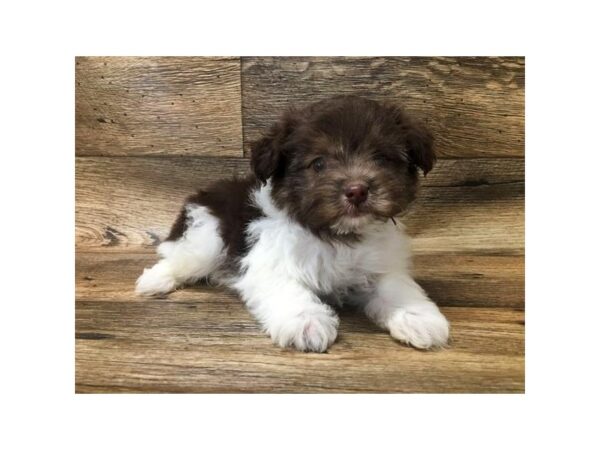 Pomapoo DOG Male Chocolate 5956 Petland Ashland, Kentucky