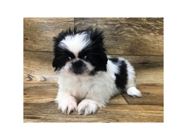 Pekingese DOG Male Black / White 5959 Petland Ashland, Kentucky