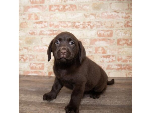 Labrador Retriever DOG Female Chocolate 5946 Petland Ashland, Kentucky