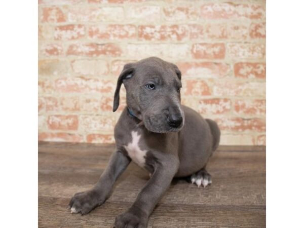 Great Dane DOG Male Blue 5945 Petland Ashland, Kentucky