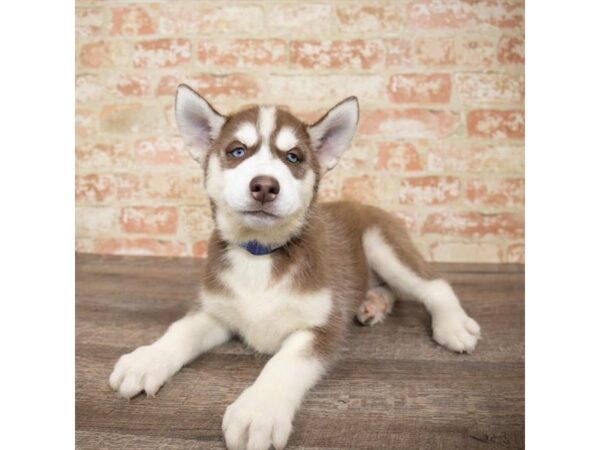 Siberian Husky DOG Male Red / White 5947 Petland Ashland, Kentucky