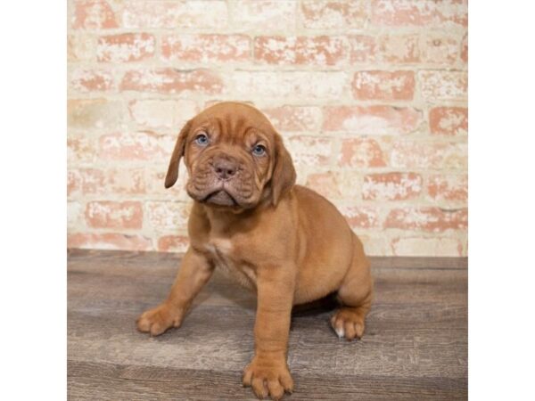 Dogue De Bordeaux-DOG-Female-Red-5943-Petland Ashland, Kentucky