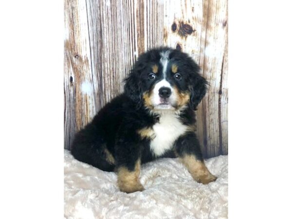 Bernese Mountain Dog DOG Male Tri 5931 Petland Ashland, Kentucky