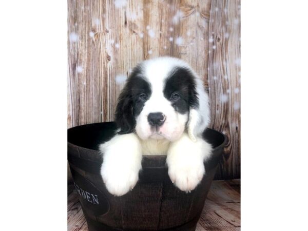 Saint Bernard DOG Male Sable & White 5933 Petland Ashland, Kentucky