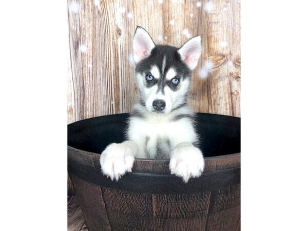 Siberian Husky DOG Female Black & White 5935 Petland Ashland, Kentucky