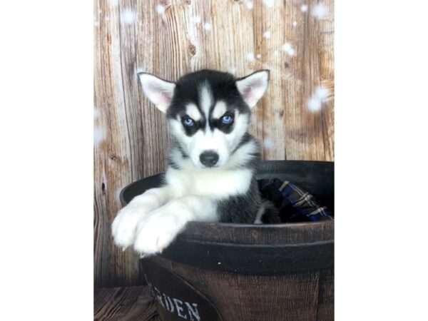 Siberian Husky DOG Female Black & White 5936 Petland Ashland, Kentucky