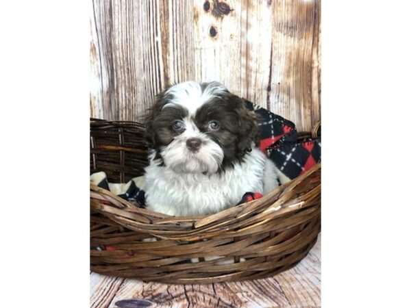 Shih Tzu DOG Male BROWN WH 5937 Petland Ashland, Kentucky